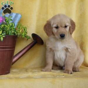 Dakota, Golden Retriever Puppy
