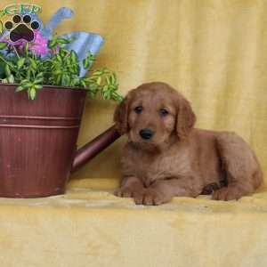 Dean, Golden Retriever Puppy