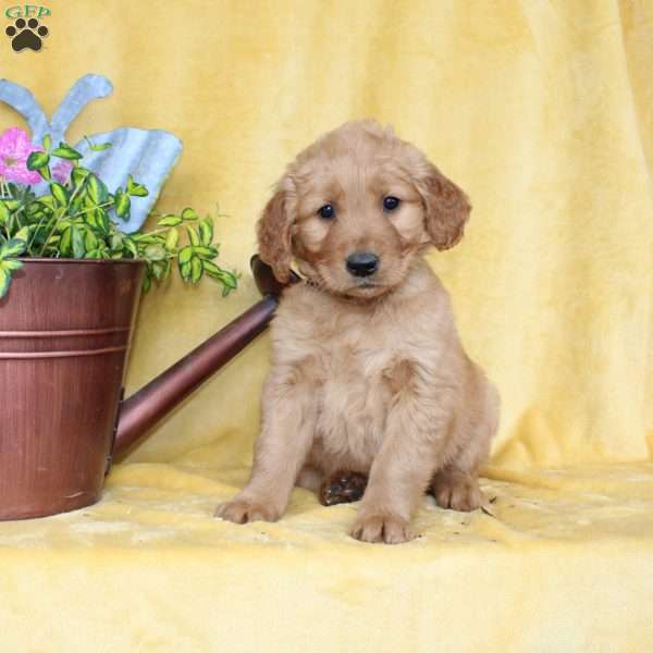 Dixie, Golden Retriever Puppy
