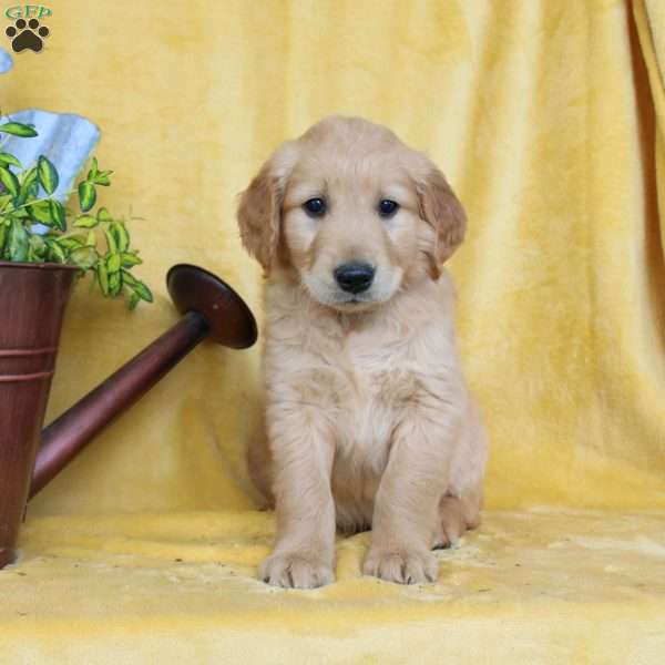 Dan, Golden Retriever Puppy