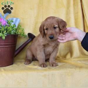 Dexter, Golden Retriever Puppy