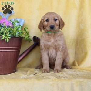 Daphne, Golden Retriever Puppy