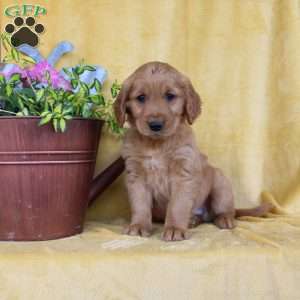 Davis, Golden Retriever Puppy