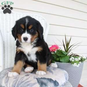 Rachel, Bernese Mountain Dog Puppy