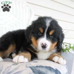 Robert, Bernese Mountain Dog Puppy