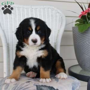 Rebecca, Bernese Mountain Dog Puppy