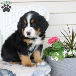Rose, Bernese Mountain Dog Puppy