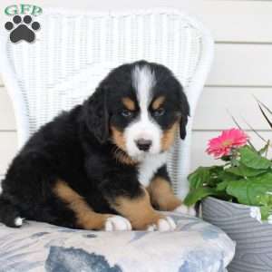 Ricky, Bernese Mountain Dog Puppy