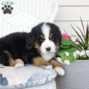 Rocky, Bernese Mountain Dog Puppy