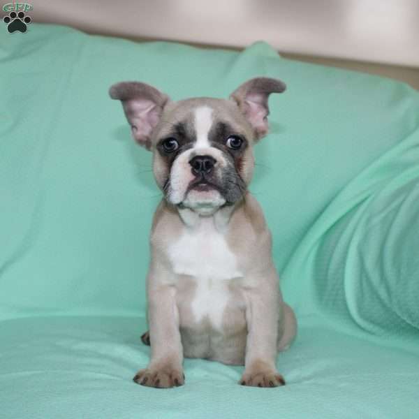 Regina, French Bulldog Puppy