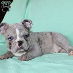 Rover, French Bulldog Puppy
