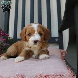 Rachel, Mini Goldendoodle Puppy