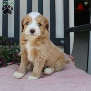 Renee, Mini Goldendoodle Puppy