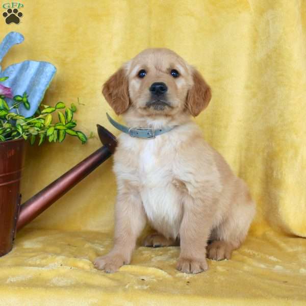 Dakota, Golden Retriever Puppy