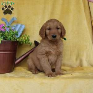 Dean, Golden Retriever Puppy