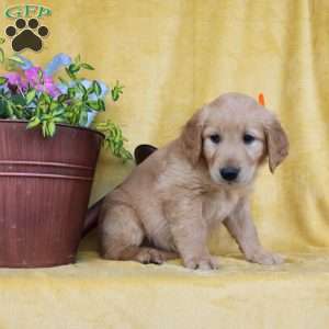 Dan, Golden Retriever Puppy