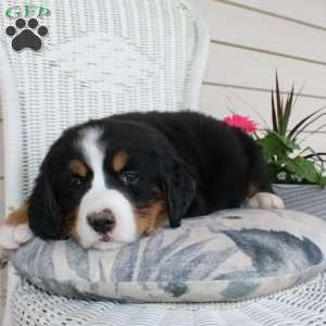Rebecca, Bernese Mountain Dog Puppy