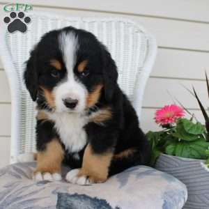 Ricky, Bernese Mountain Dog Puppy