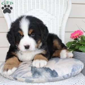 Rocky, Bernese Mountain Dog Puppy