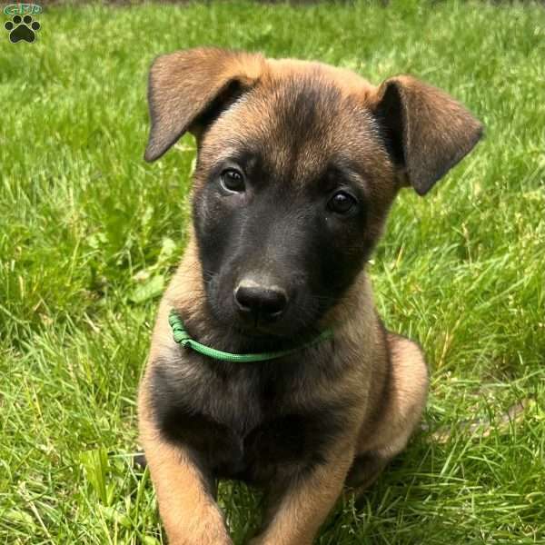 Tessa, Belgian Malinois Puppy