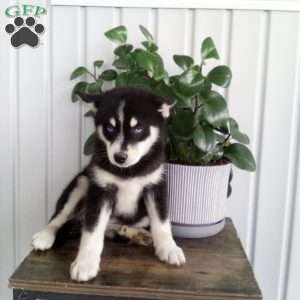 Alice, Pomsky Puppy