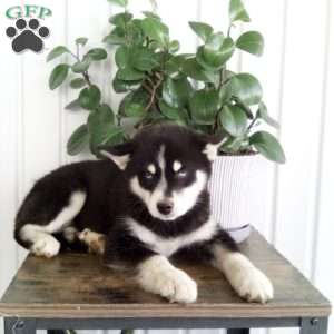 Alice, Pomsky Puppy