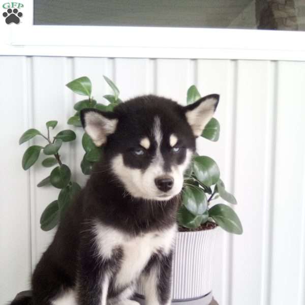 Alice, Pomsky Puppy