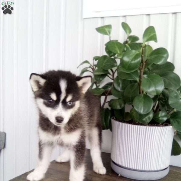 Annie, Pomsky Puppy