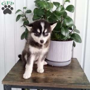 Annie, Pomsky Puppy