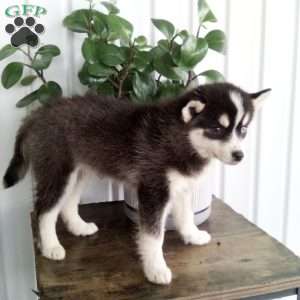 Annie, Pomsky Puppy