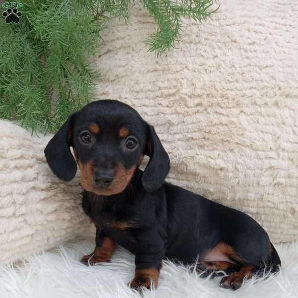 Mia – mini, Dachshund Puppy