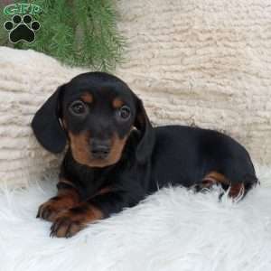 Mia – mini, Dachshund Puppy