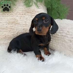 Mia – mini, Dachshund Puppy