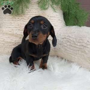 Mia – mini, Dachshund Puppy