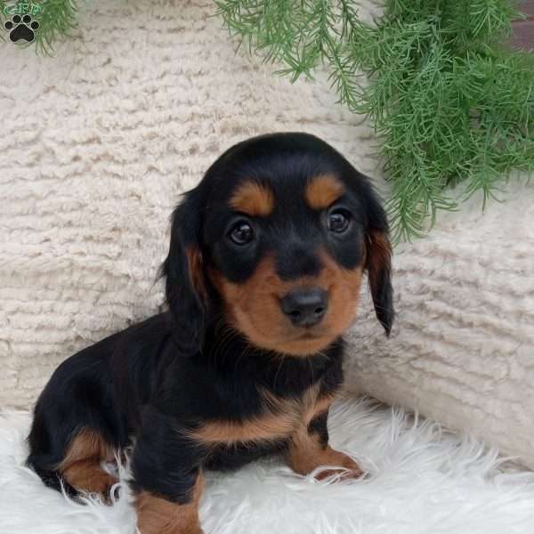 Macy, Dachshund Puppy