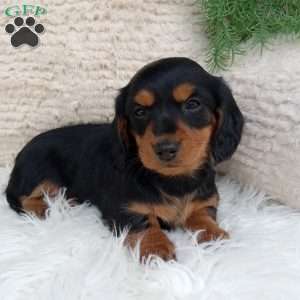 Macy, Dachshund Puppy