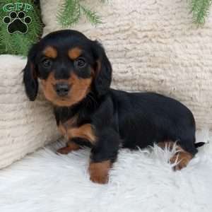 Macy, Dachshund Puppy