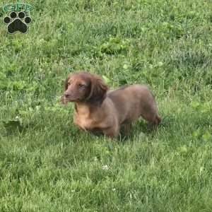 Mr. Cooper, Dachshund Puppy