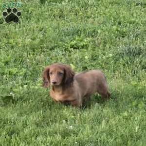 Mr. Cooper, Dachshund Puppy
