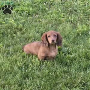 Mr. Cooper, Dachshund Puppy