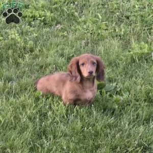 Mr. Cooper, Dachshund Puppy