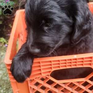 Uncle Ben, Bernese Golden Mountain Dog Puppy