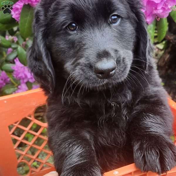 Uncle Ben, Bernese Golden Mountain Dog Puppy