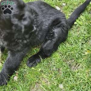 Uncle Ben, Bernese Golden Mountain Dog Puppy