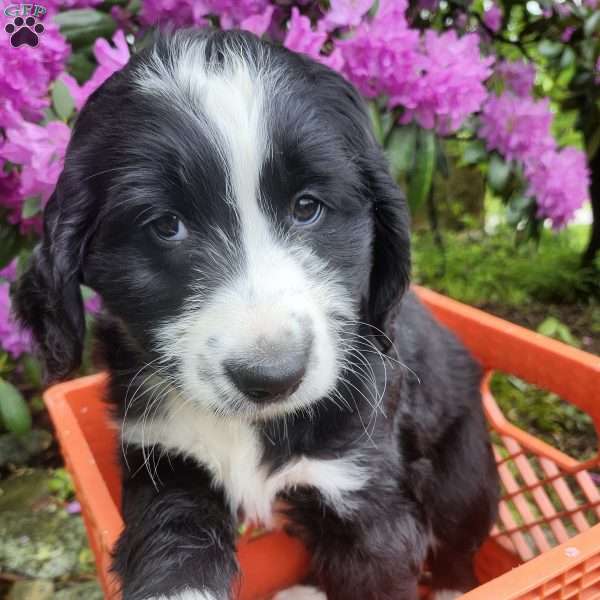 Bolt, Bernese Golden Mountain Dog Puppy