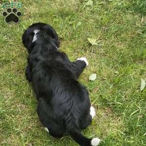Bolt, Bernese Golden Mountain Dog Puppy