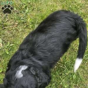 Bolt, Bernese Golden Mountain Dog Puppy