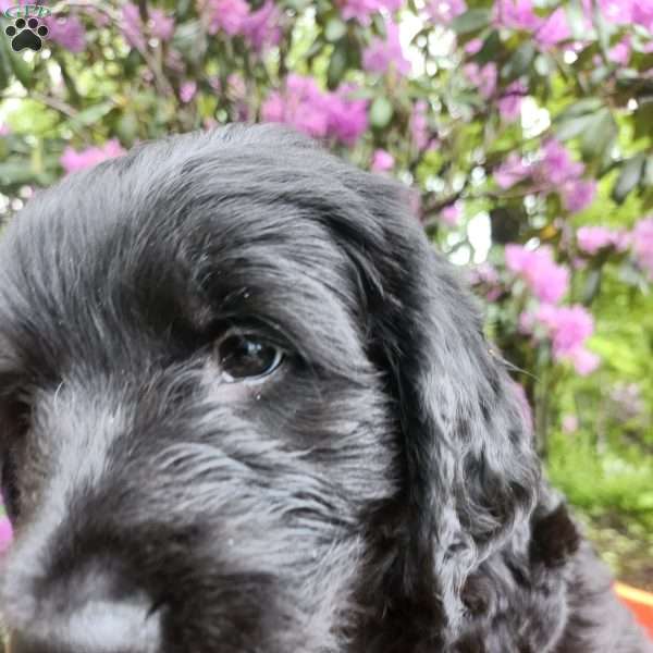 Jemimah, Bernese Golden Mountain Dog Puppy