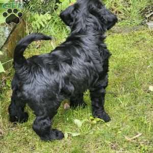 Jemimah, Bernese Golden Mountain Dog Puppy
