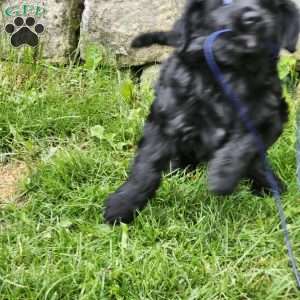 Jemimah, Bernese Golden Mountain Dog Puppy